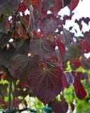 Midnight Express Redbud with deep burgundy heart-shaped leaves