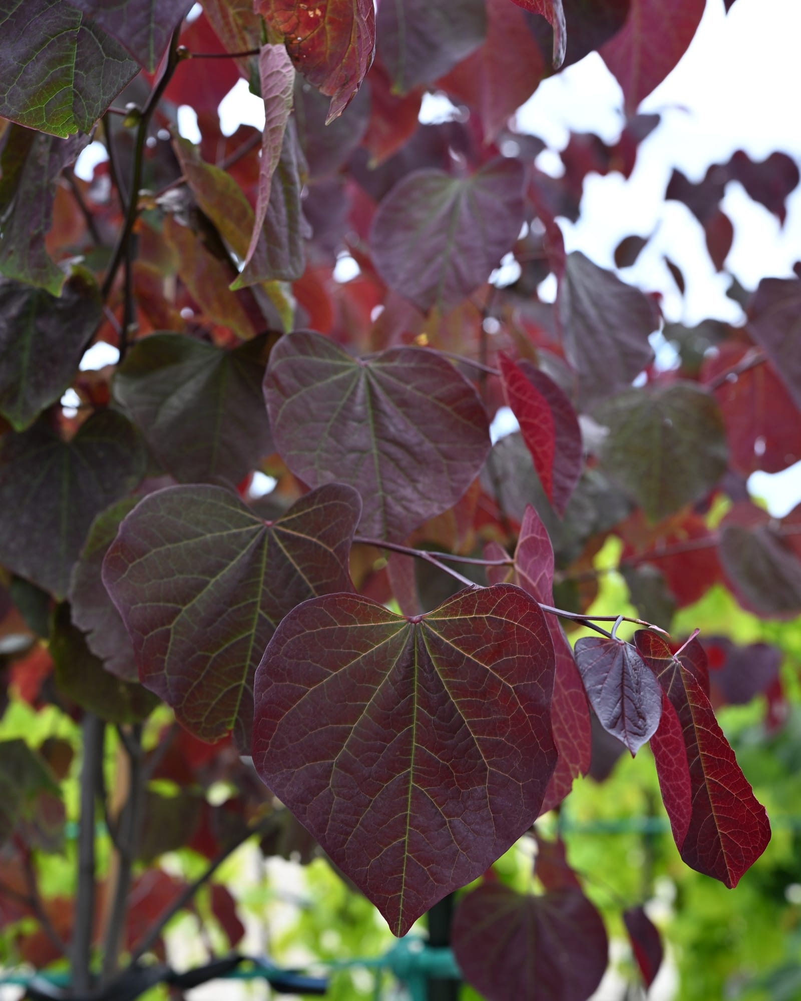 Midnight Express Redbud