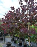 Midnight Express Redbud trees with deep burgundy foliage growing in nursery containers