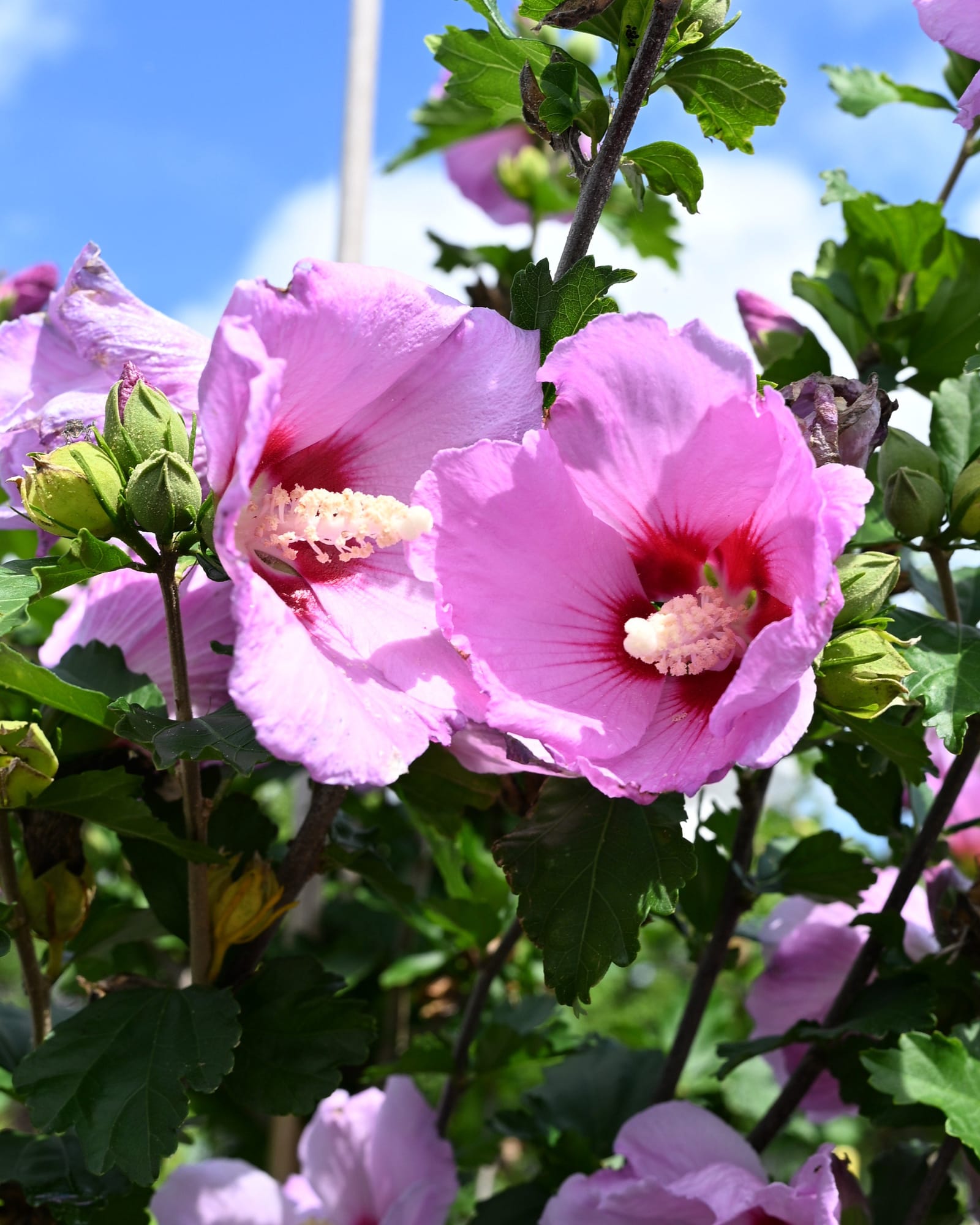 Minerva Althea Tree Form