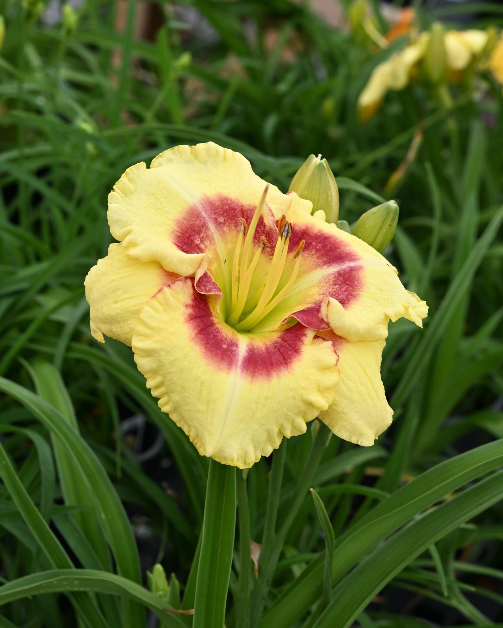 Monterrey Jack Daylily with a pale yellow flower and burgundy center