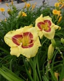 Monterrey Jack Daylily with pale yellow flowers and burgundy centers in a nursery container
