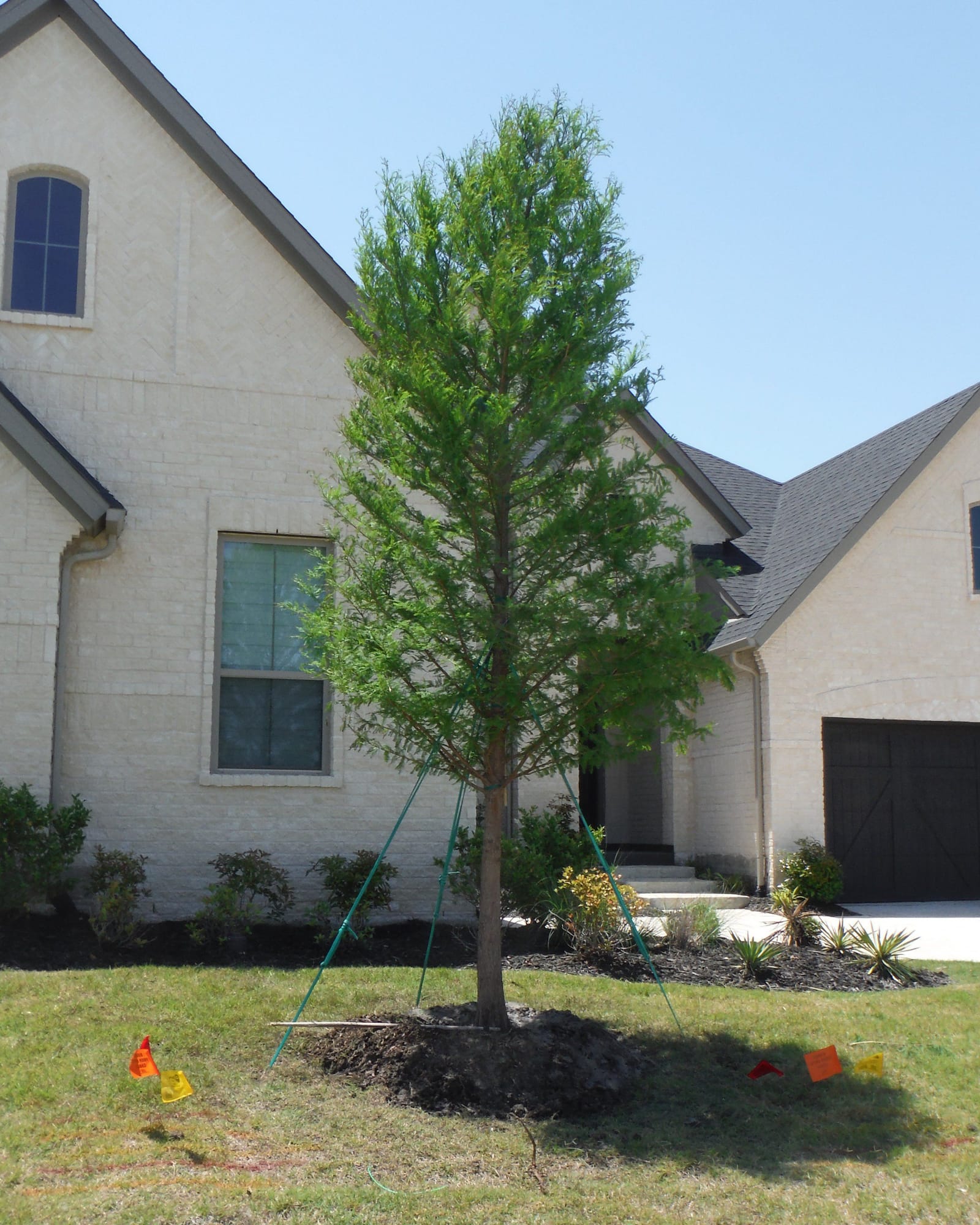 Montezuma Cypress