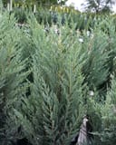 Moonglow Juniper with dense blue-green feathery foliage in a nursery container