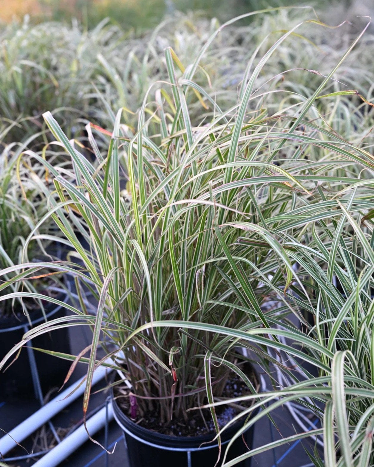 Morning Light Miscanthus Maiden Grass with slender green and white striped foliage in a nursery container