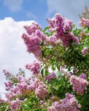 Muskogee Crape Myrtle with abundant clusters of lavender-pink flowers against a blue sky