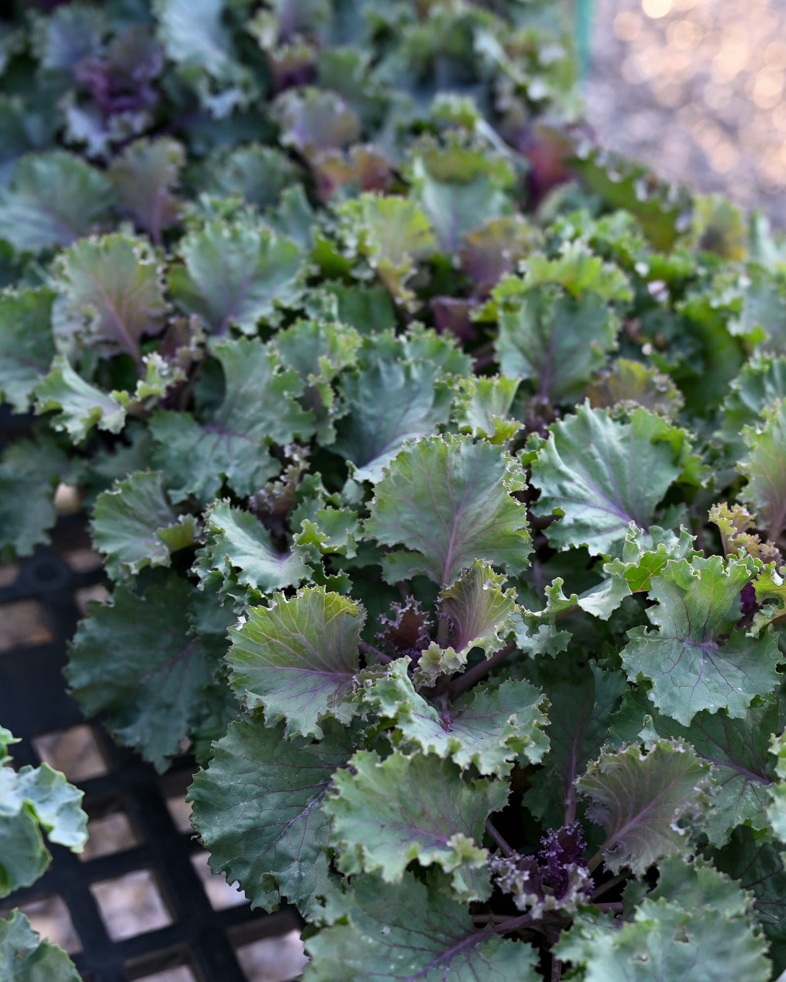 Nagoya Red Kale - view 4