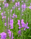 Obedient Plant with tall spikes of purple flowers in a dense garden bed