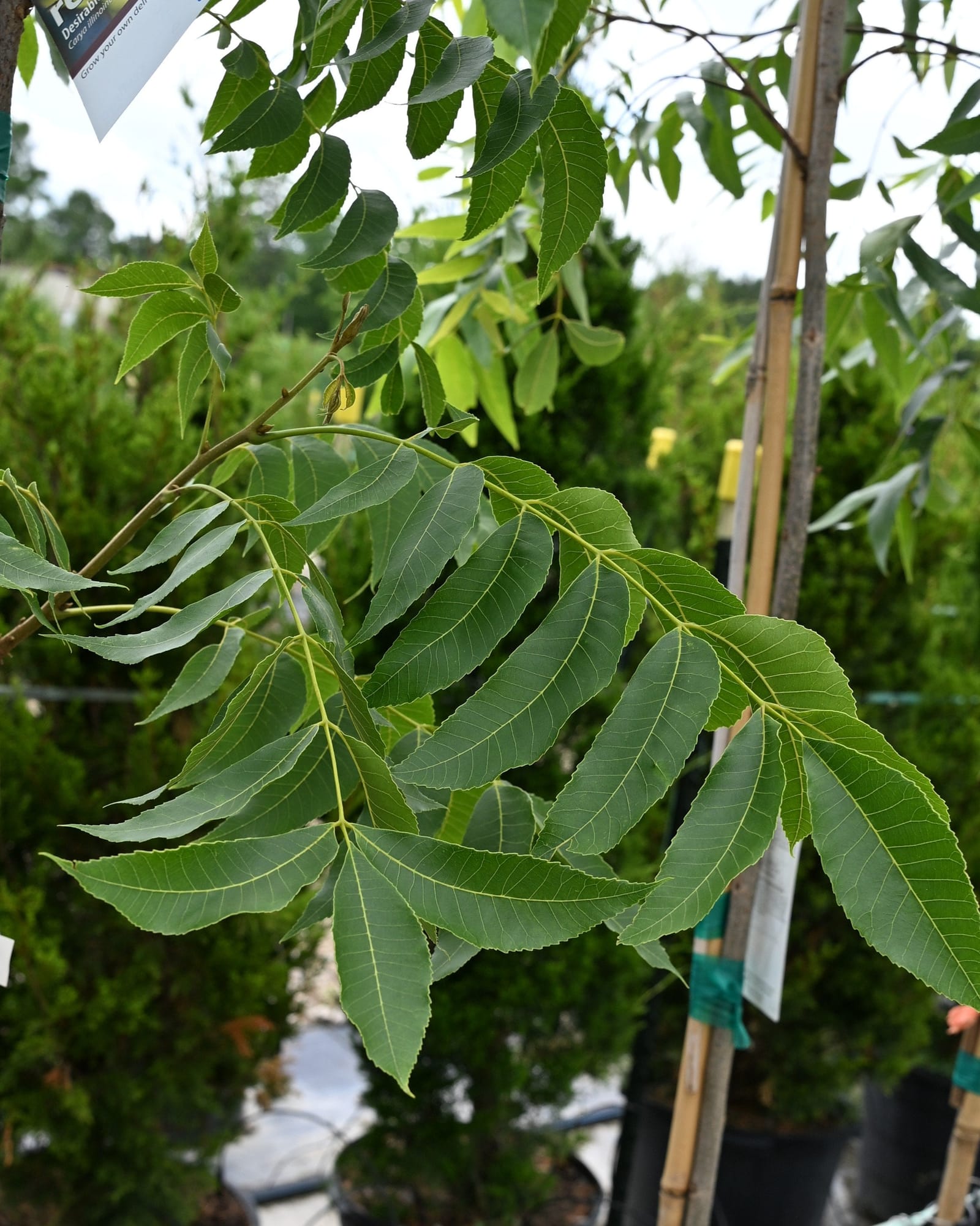 Oconee Pecan