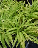 Party Streamers Hosta with narrow, wavy lime green leaves growing densely in a nursery container