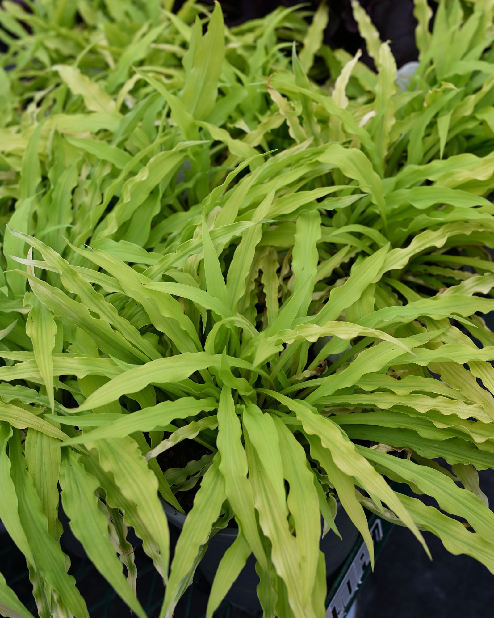 Party Streamers Hosta with narrow, wavy lime green leaves growing densely in a nursery container