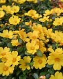 Pazzaz Nano Gold Purslane Portulaca with abundant yellow flowers and glossy green foliage