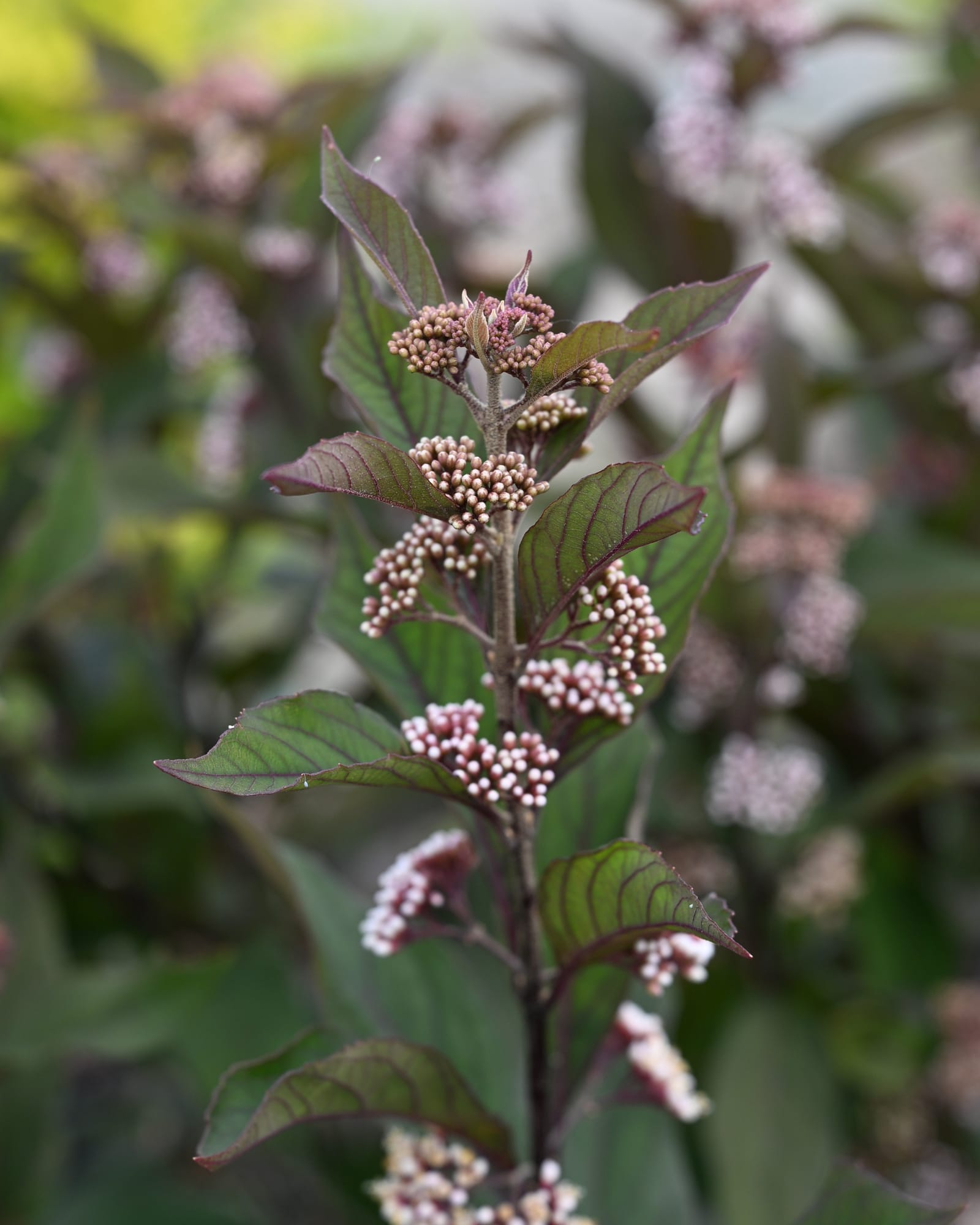 Pearl Glam Beautyberry - view 2