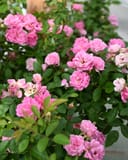 Peggy Martin Climbing Rose covered in clusters of pink flowers and green foliage