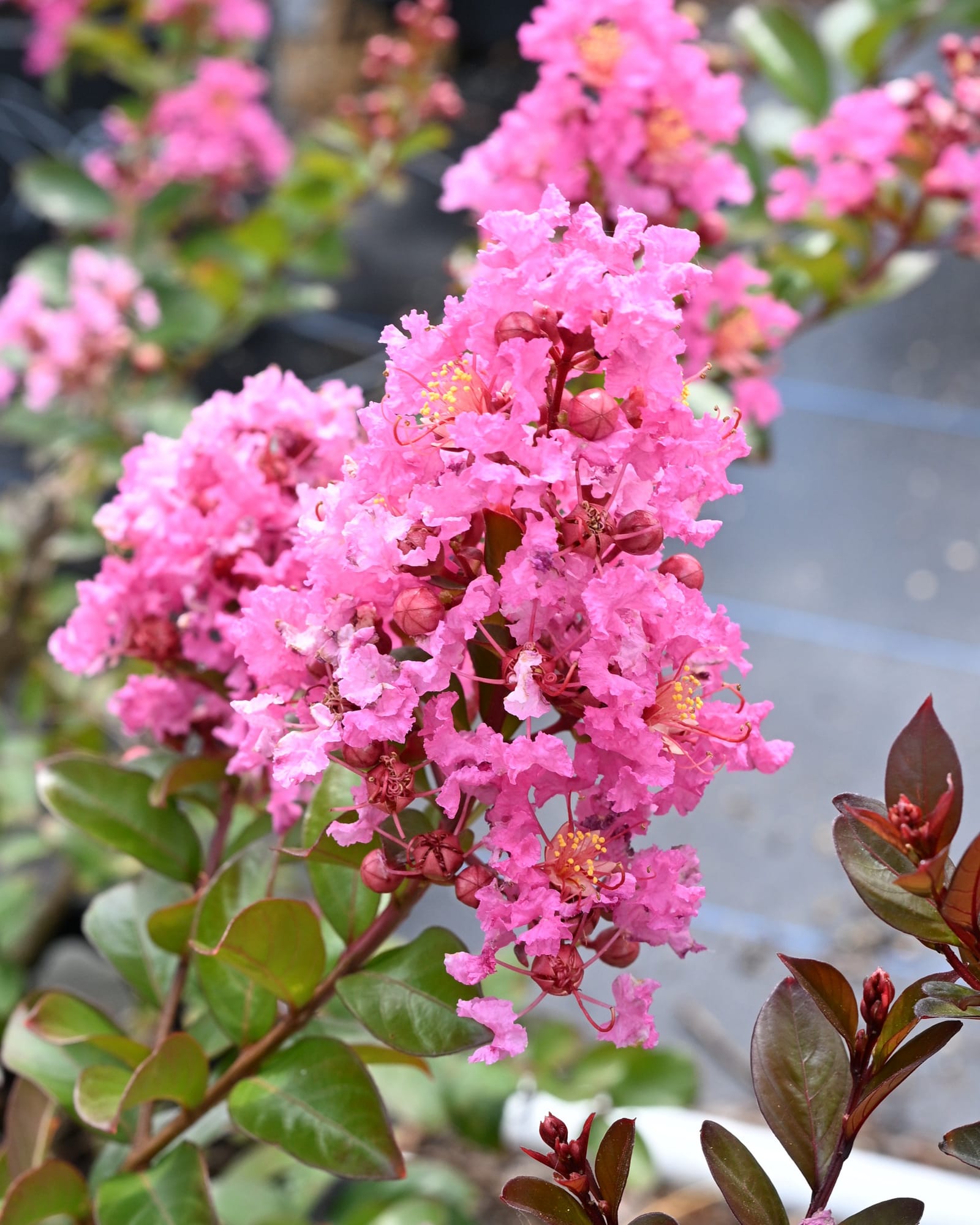 Peppermint Mocha Crape Myrtle