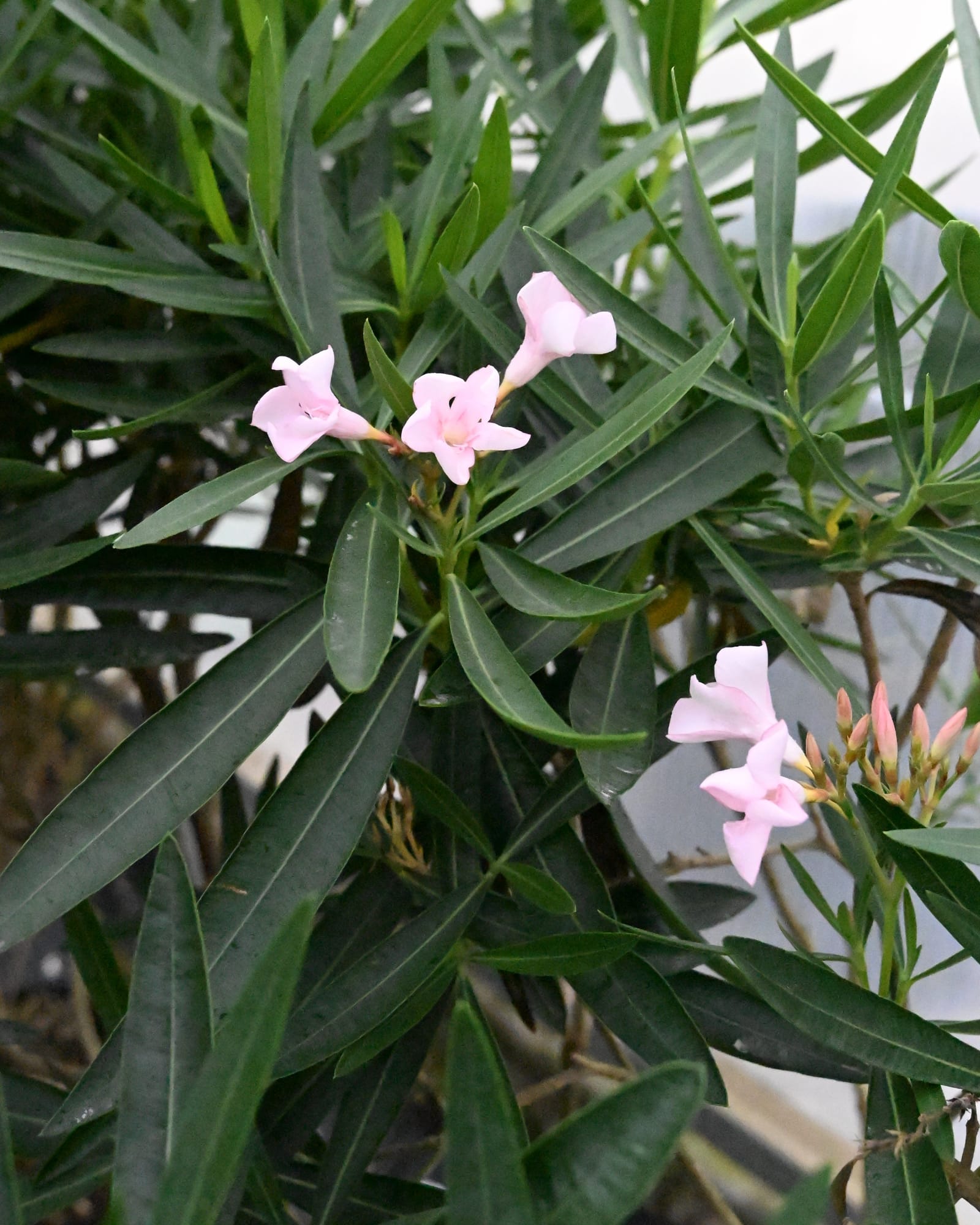 Petite Pink Oleander