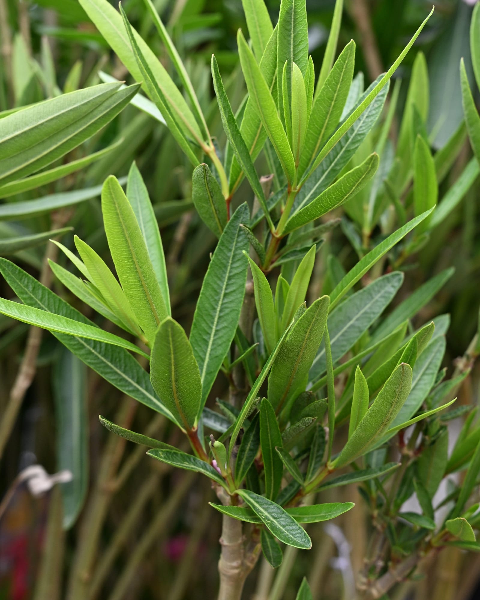 Petite Red Oleander