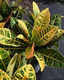 Petra Croton with yellow, green and orange variegated leaves in a nursery container