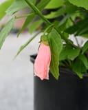 Pink Mexican Turk's Cap with a drooping pink flower and green leaves in a black container