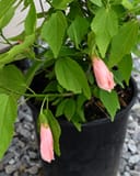 Pink Mexican Turk's Cap with pink hanging flowers and green leaves in a nursery container