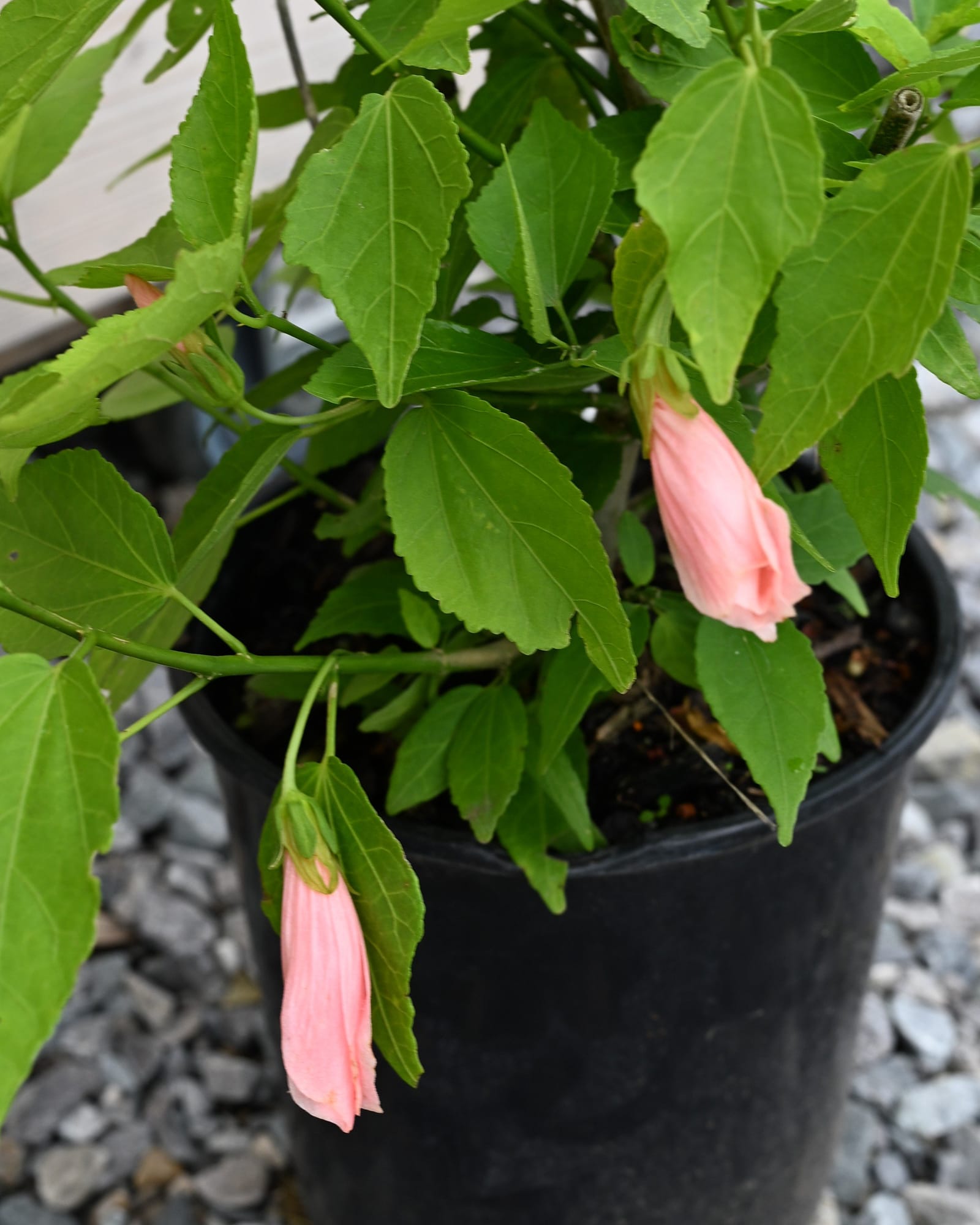 Pink Mexican Turk's Cap with pink hanging flowers and green leaves in a nursery container