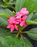 Pink Plumeria with bright pink flowers and broad green leaves