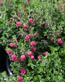 Pink Skullcap with bright pink flowers and dense green foliage in a nursery container