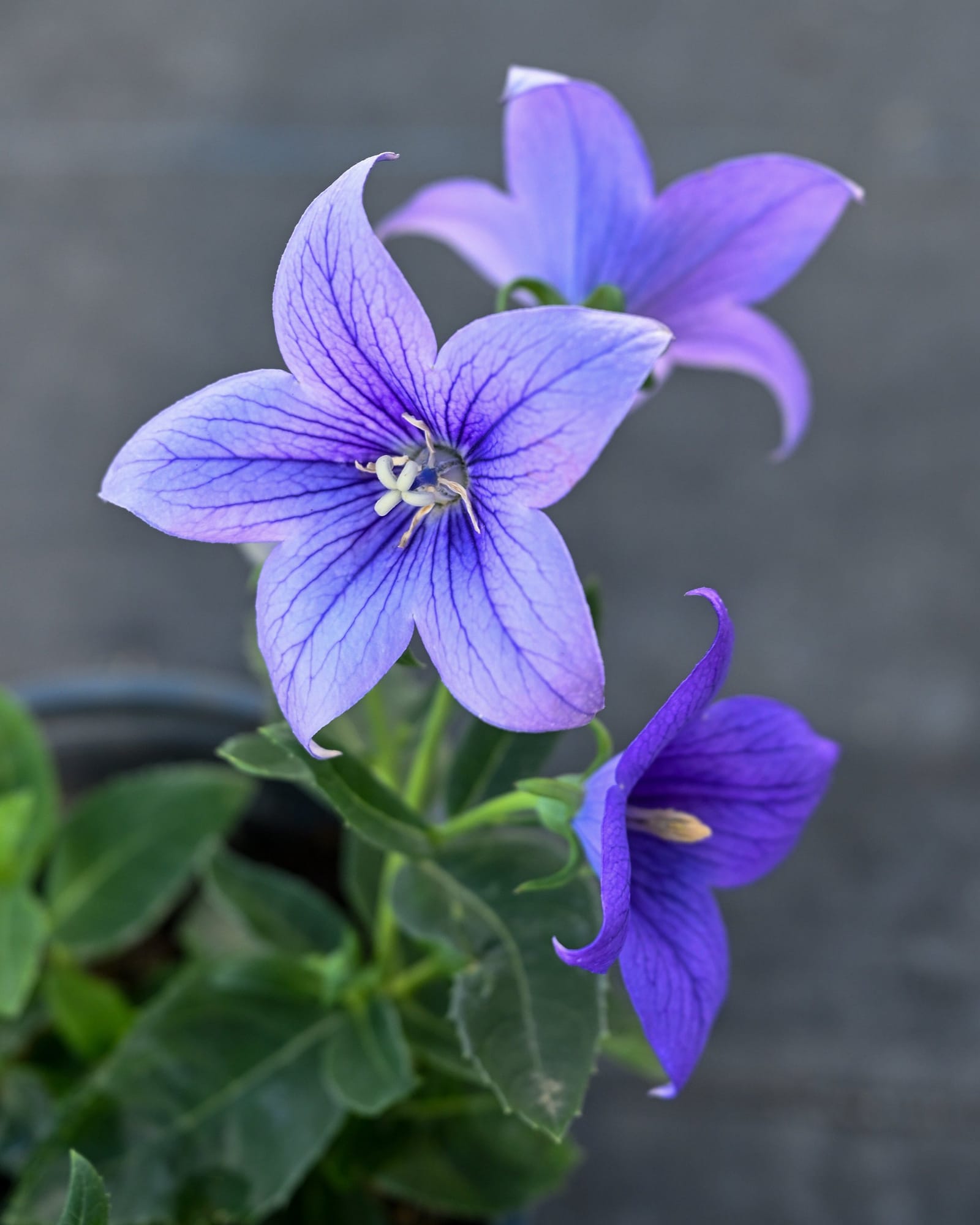 Pop Star Blue Balloon Flower - view 5