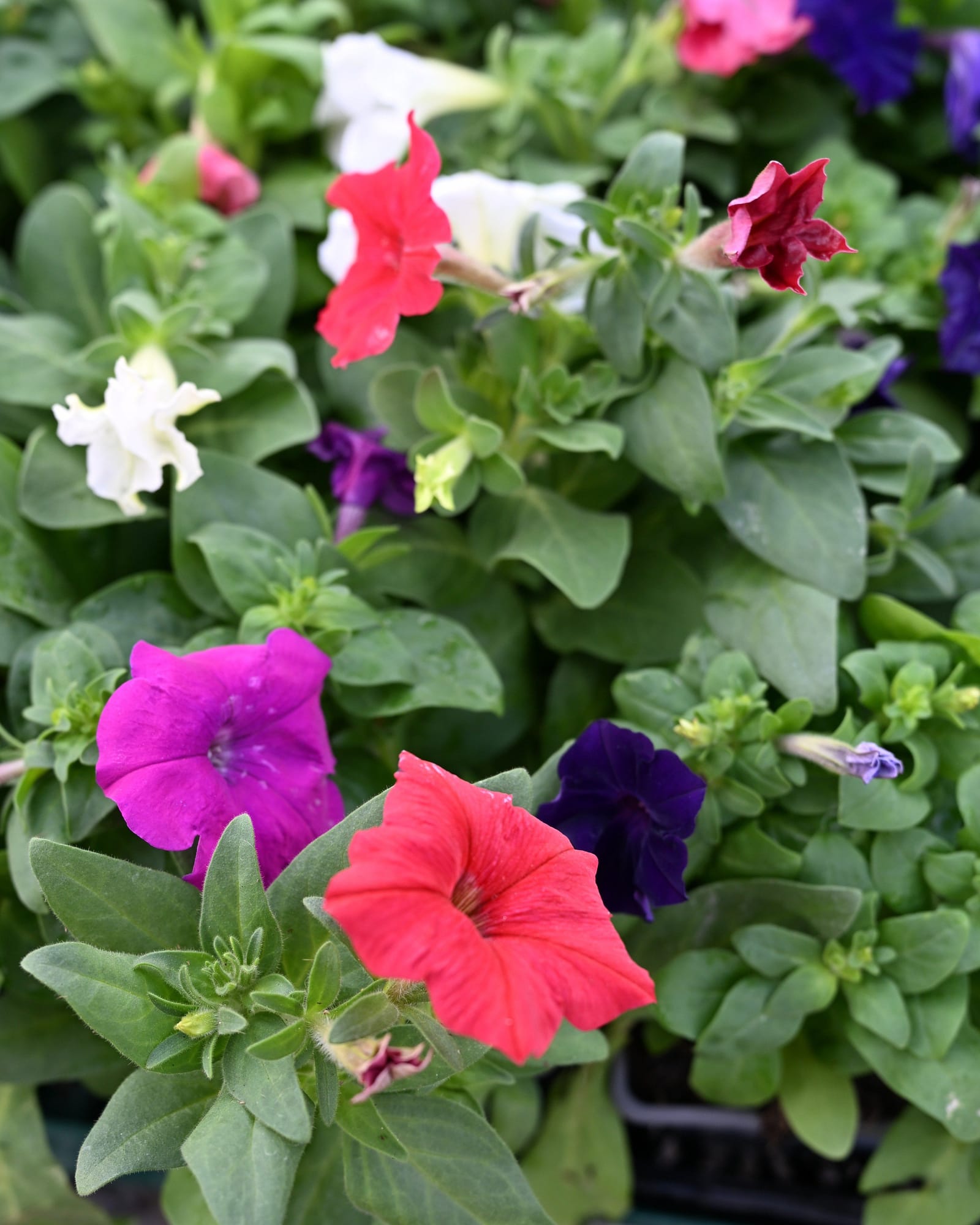 Pretty Flora Formula Mixture Petunia