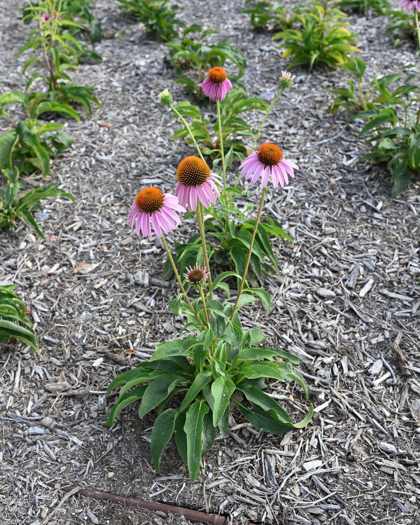 Purple Coneflower - view 5
