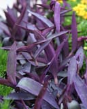 Purple Heart plant with narrow purple leaves and yellow flowers in the background