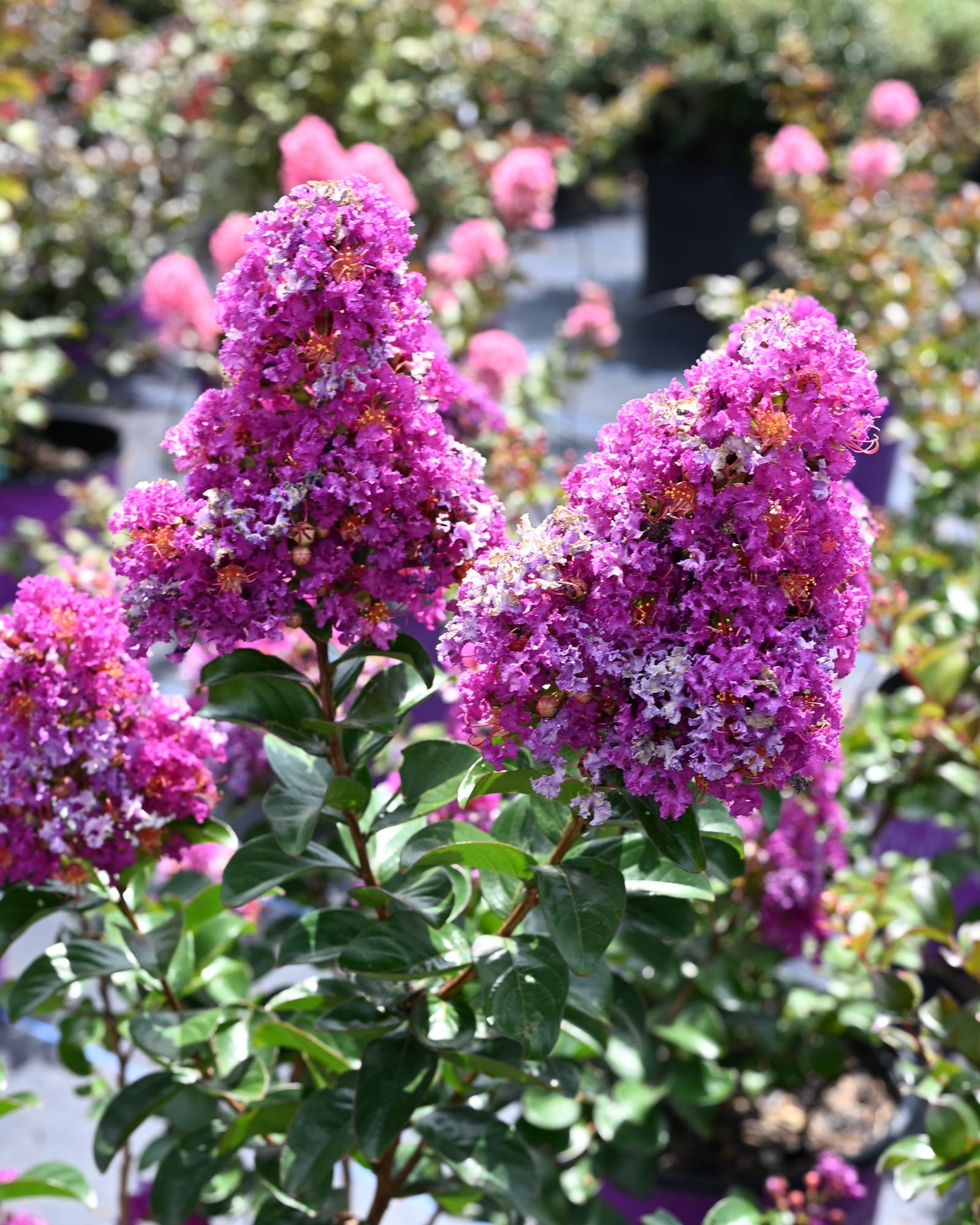 Purple Magic Crape Myrtle