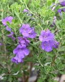 Purple Rain Texas Sage with purple flowers and green foliage in a nursery container