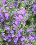 Purple Rain Texas Sage covered in purple flowers and green foliage