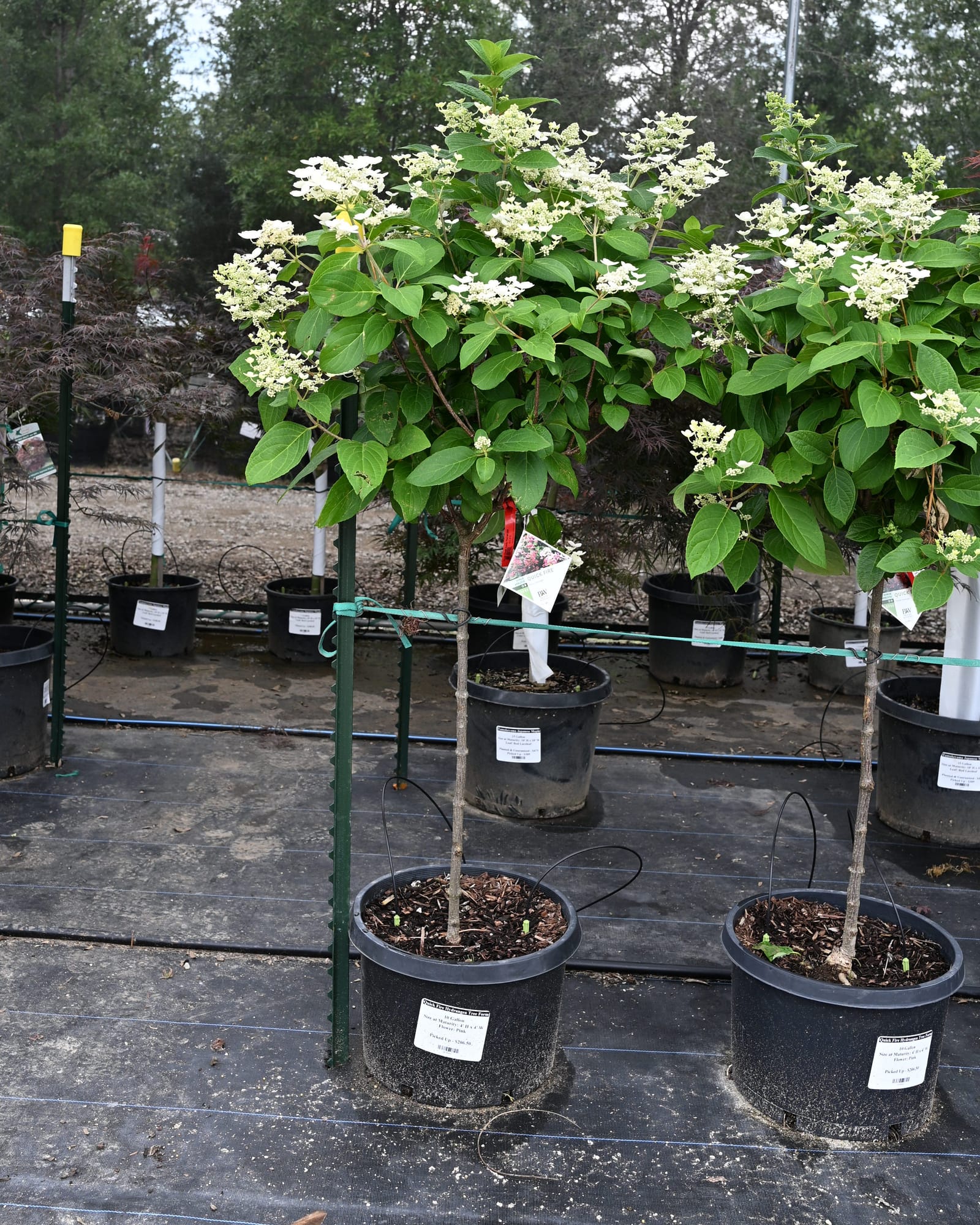 Quick Fire Hydrangea Tree Form