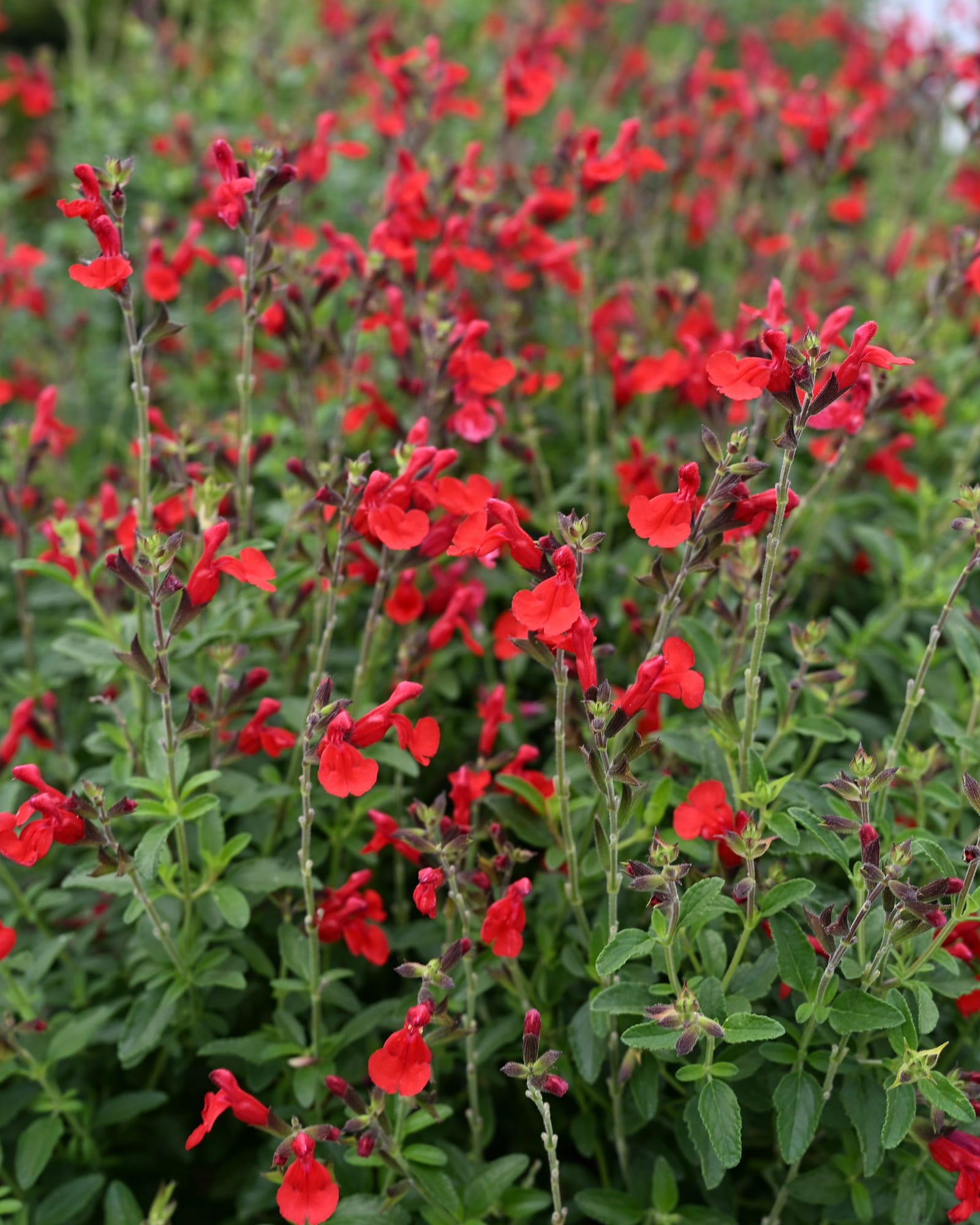 Radio Red Salvia Greggii