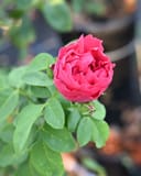 Red Eden Climbing Rose Trellis with a vivid pink-red layered bloom and green foliage