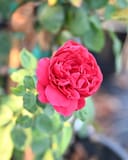 Red Eden Climbing Rose Trellis with a full, layered bright pink flower and green leaves