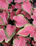 Red Glamour Caladium with vivid pink leaves edged in green
