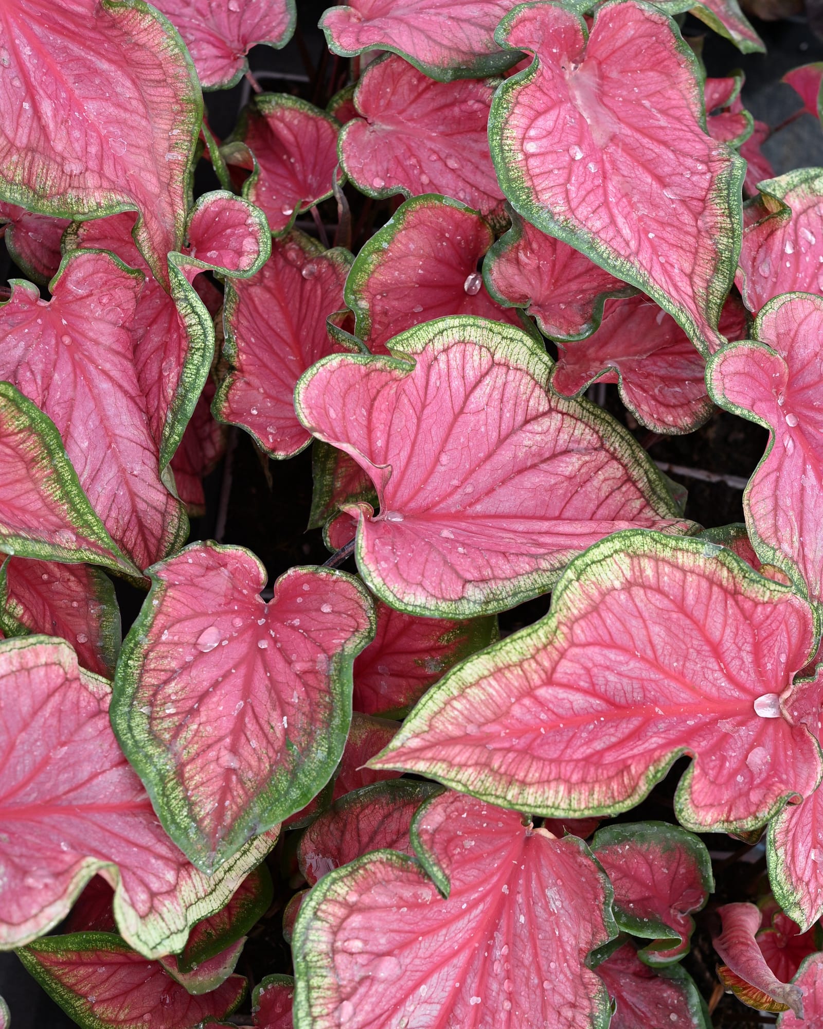 Red Glamour Caladium with vivid pink leaves edged in green