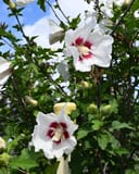 Red Heart Althea Tree Form with white flowers and deep red centers among green foliage