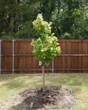 Rise 'N Shine Redbud planted in a backyard landscape with bright green foliage