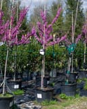 Rise 'N Shine Redbud trees with bright pink blossoms growing in nursery containers