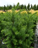 Rising Star Yew with dense bright green needle-like foliage in a nursery container