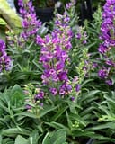 Rock Candy Purple Penstemon with vivid purple flower spikes and dense green foliage in a nursery container