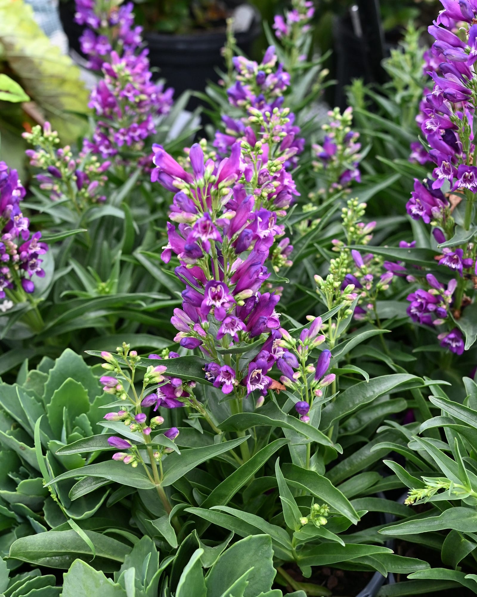 Rock Candy Purple Penstemon with vivid purple flower spikes and dense green foliage in a nursery container