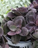 Rock 'N Grow Back in Black Sedum with dark purple rounded leaves in a nursery container