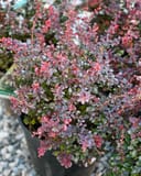Royal Burgundy Barberry with dense burgundy and pink foliage growing in a nursery container
