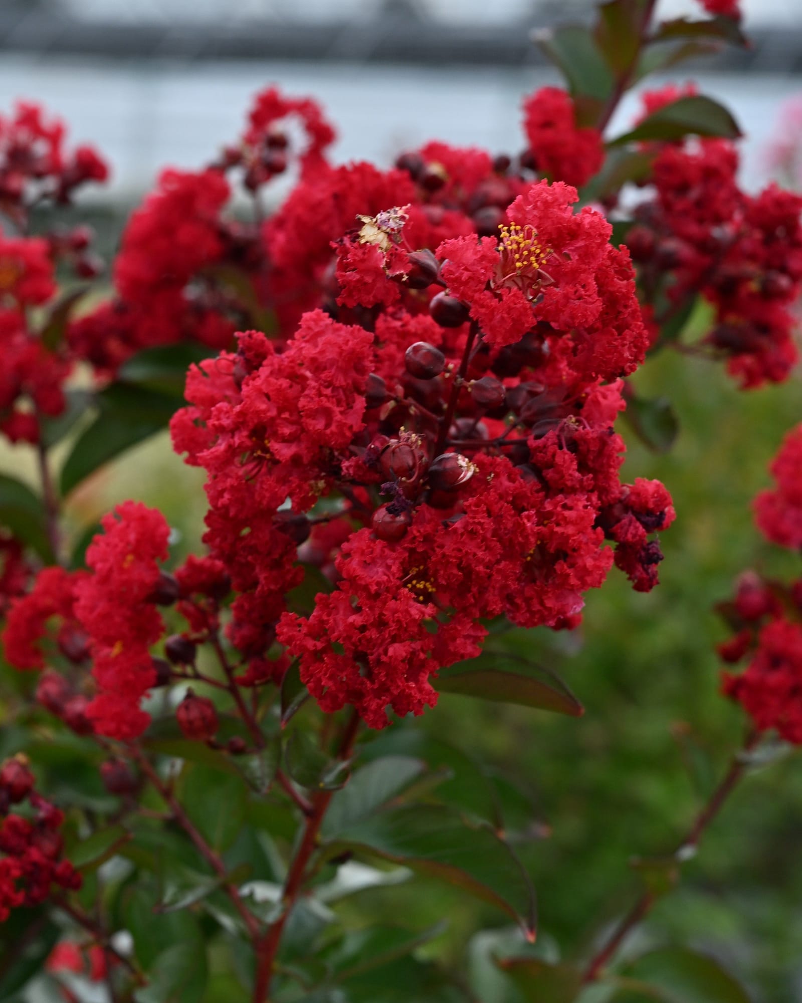 Ruffled Red Magic Crape Myrtle