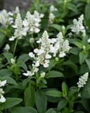 Sallyfun Snowhite Salvia - Image 2